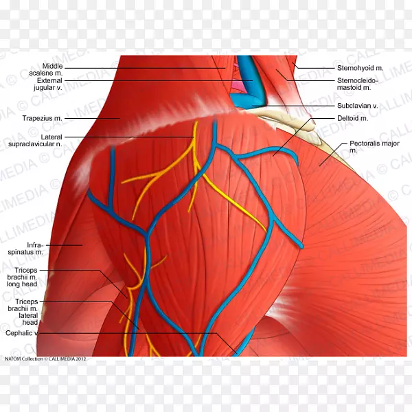 肩三角肌锁骨上神经解剖臂