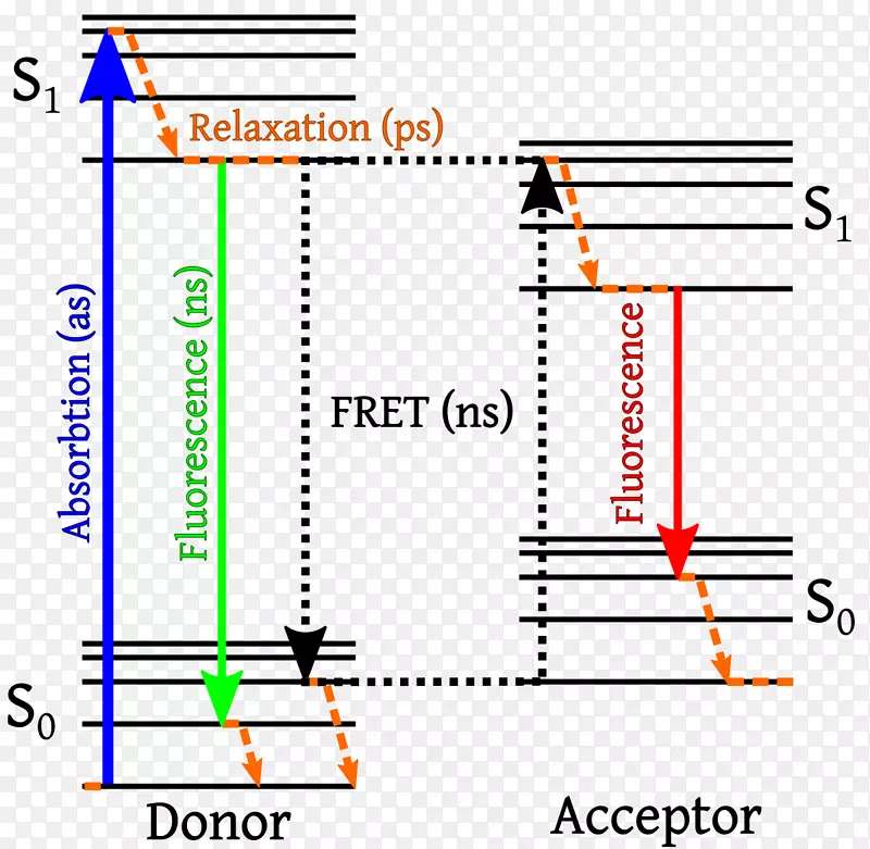 F rster共振能量转移Jablonski图荧光德克斯特电子转移-能量