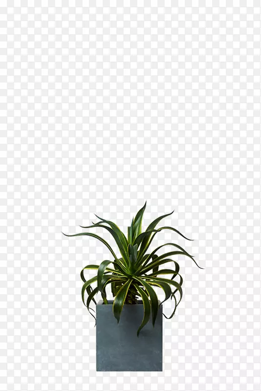 龙舌兰科植物