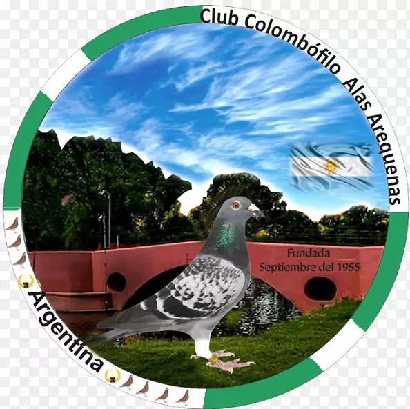 信鸽岩鸽保持生态系统