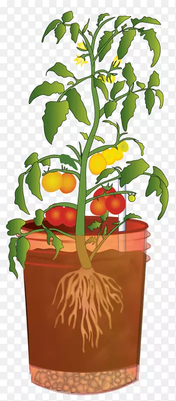 华盛顿州立大学番茄园丁硕士-水番茄