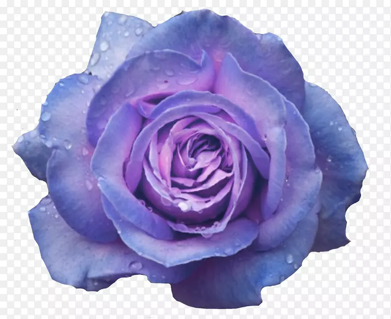 花园玫瑰，蓝玫瑰，卷心菜，桌面壁纸，花-花