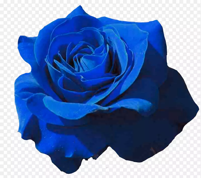 花园玫瑰蓝色玫瑰花瓣黑色玫瑰-玫瑰