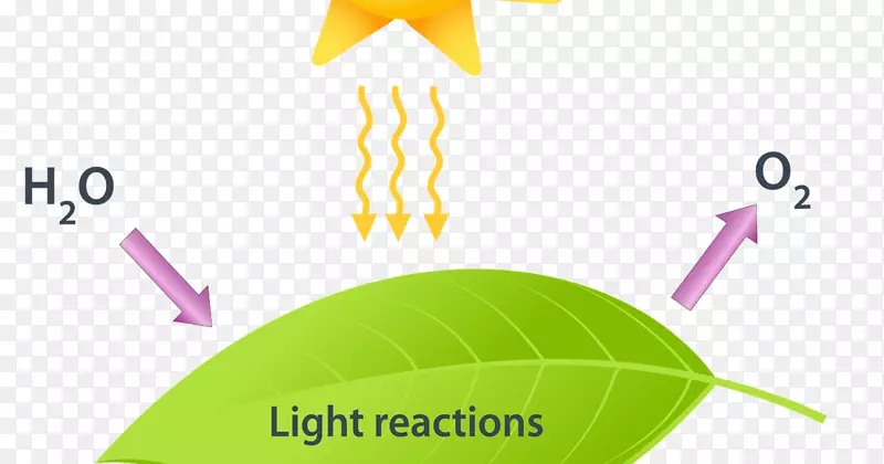 光合作用c3固碳Calvin循环光依赖反应不依赖光反应植物