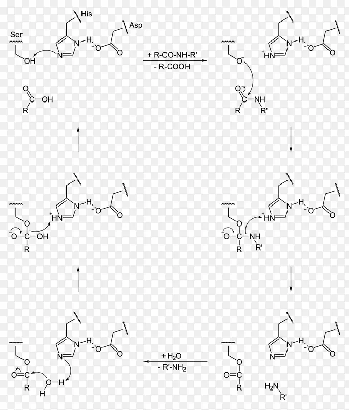 催化三线丝氨酸蛋白酶催化活性位点