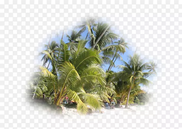 椰子植被天空