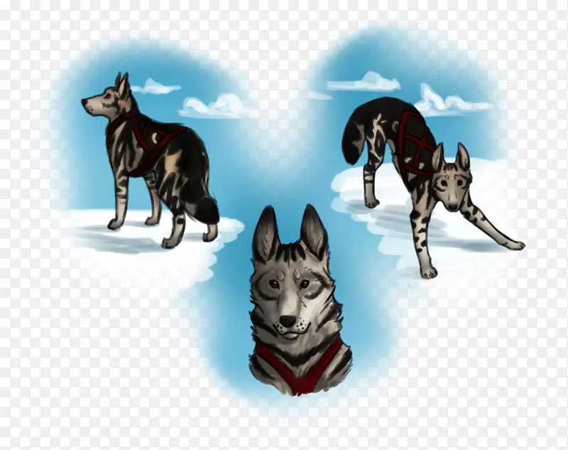 西伯利亚哈士奇犬品种雪橇狗哈士奇