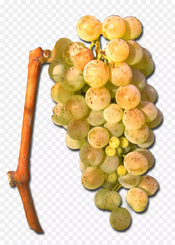 苏大拿无核水果葡萄天然食品超食葡萄