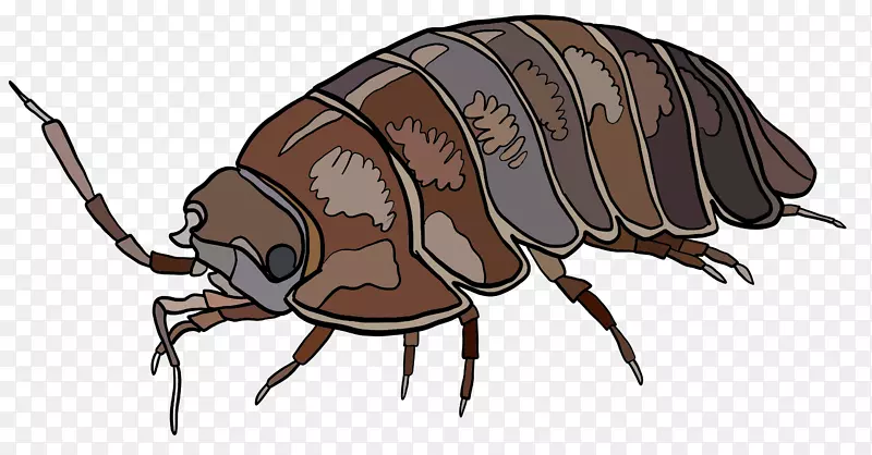 甲虫-甲虫