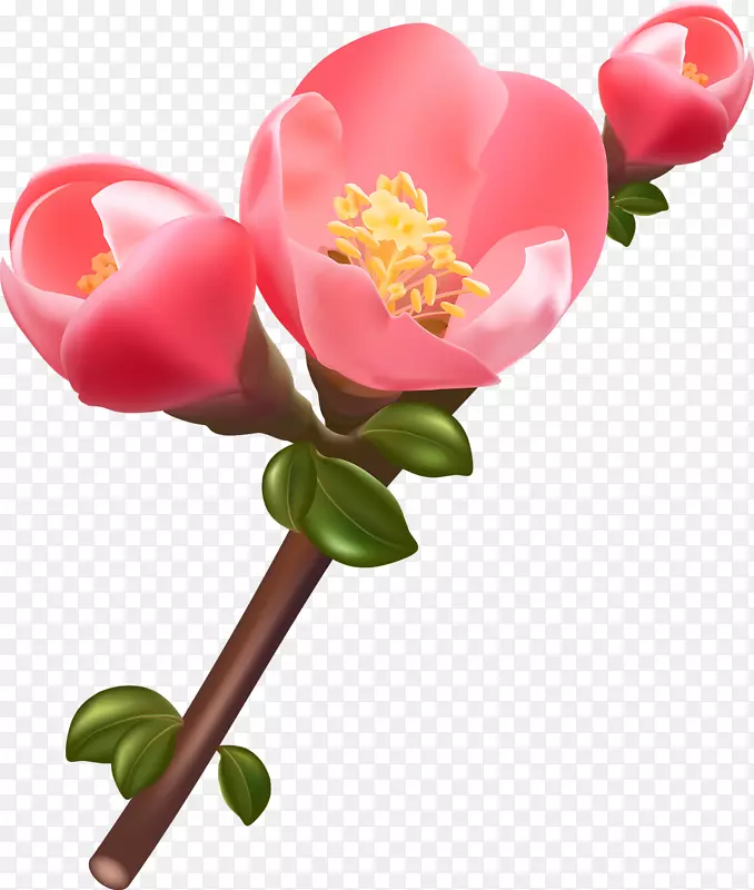 花卉摄影-花卉