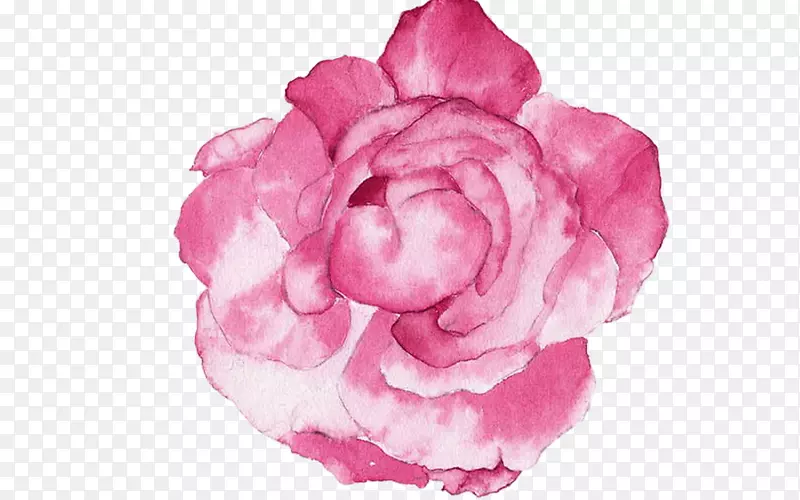 花园玫瑰水彩花水彩画牡丹