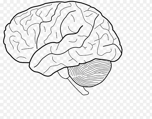 人脑着色本解剖着色手册生理学着色书-大脑