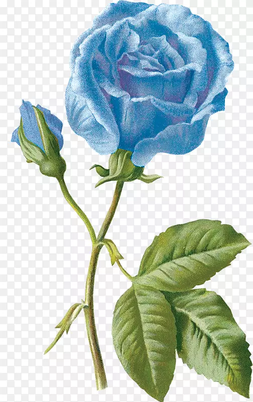 蓝玫瑰花园玫瑰画花