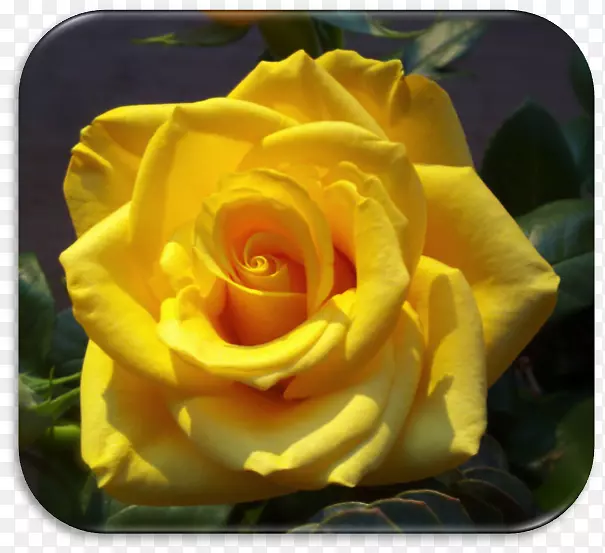 花卉卷心菜玫瑰奥地利蔷薇花园玫瑰桌面壁纸-黄色玫瑰