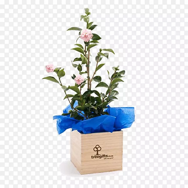 送礼切花，茶树植物-礼物