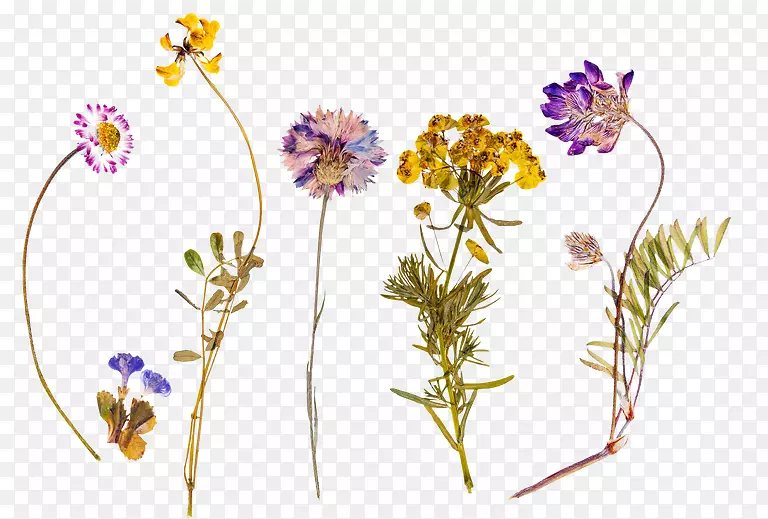 花卉设计1789摄影花-花