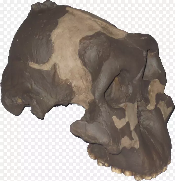 古生物学家胡玛纳古生物学同源头盖骨