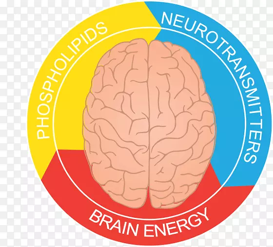 黄油馅饼节脑神经学有机体-脑功能