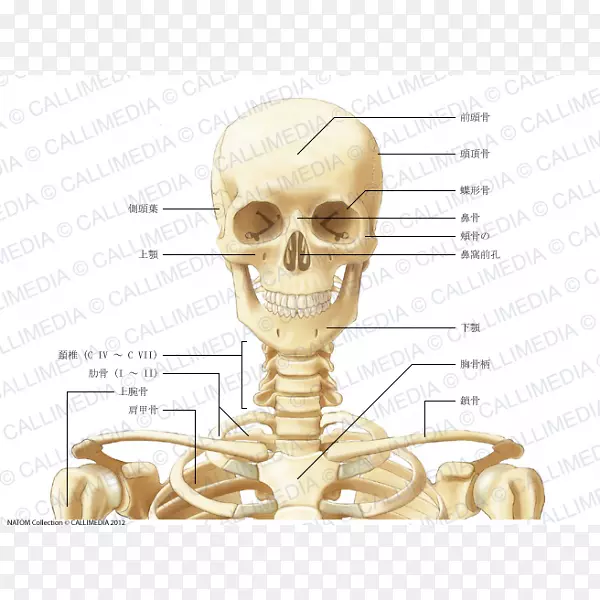 人体解剖颈骨冠状面骨骼