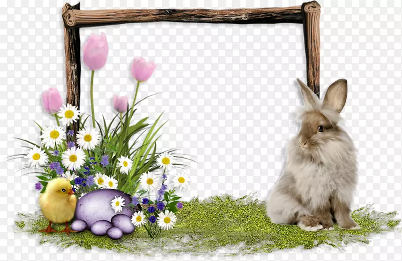 家兔复活节野兔-复活节