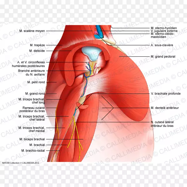 臂三角肌神经解剖