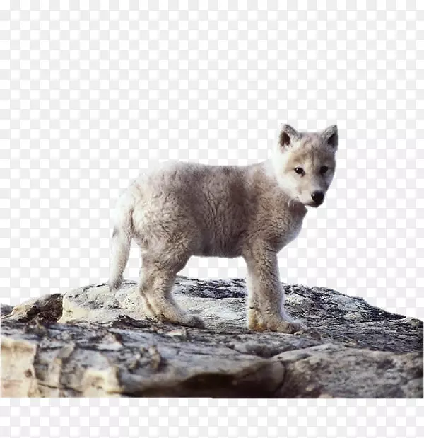 阿拉斯加冻原狼小狗动物狗