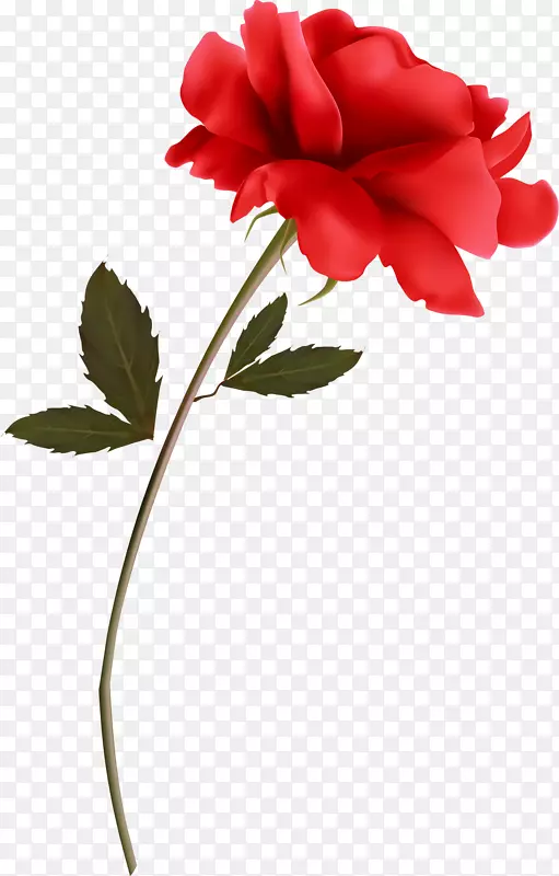 花园玫瑰花红色剪贴画-花