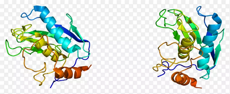 基质金属肽酶12基质金属蛋白酶基因-亚洲梨PNG