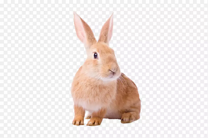 家养兔欧洲野兔啮齿动物-兔