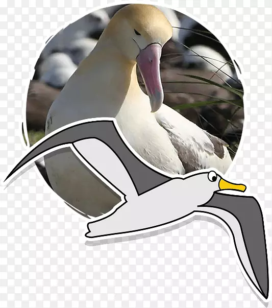 鸭区系保护动物学生物学-鸭