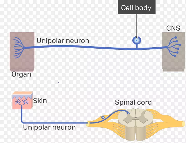 伪极神经元多极神经元双极神经元间连接