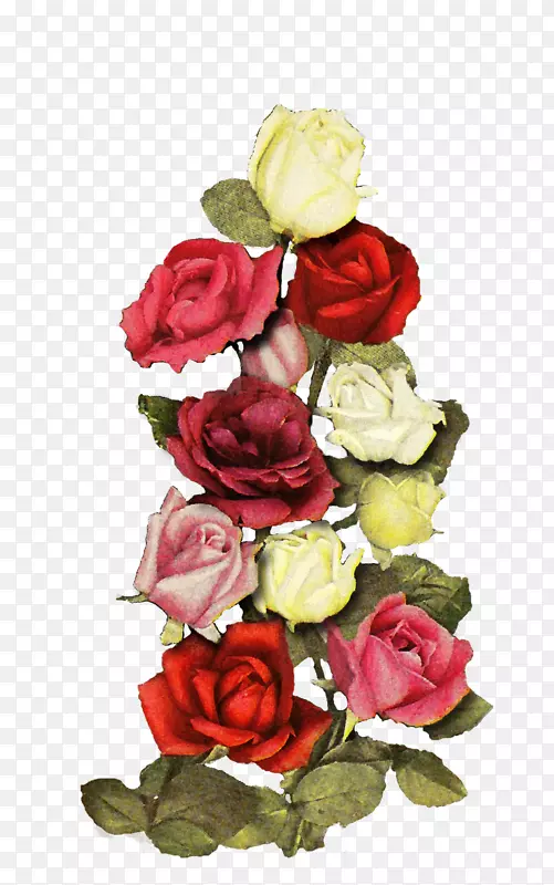 花园玫瑰，卷心菜，玫瑰，花卉设计，切花