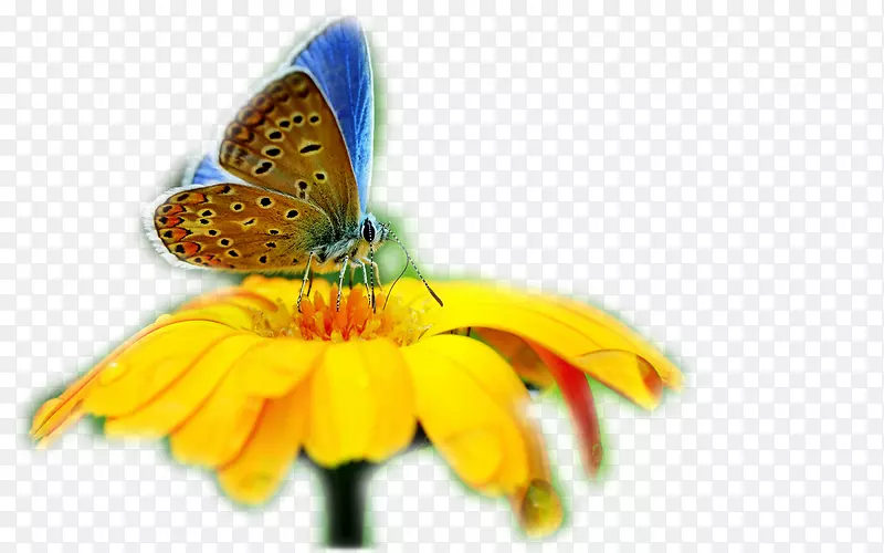 蝴蝶昆虫桌面壁纸蝴蝶的进化