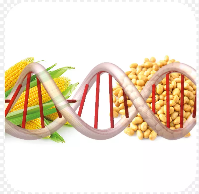 转基因生物转基因食品遗传学基因工程自然环境