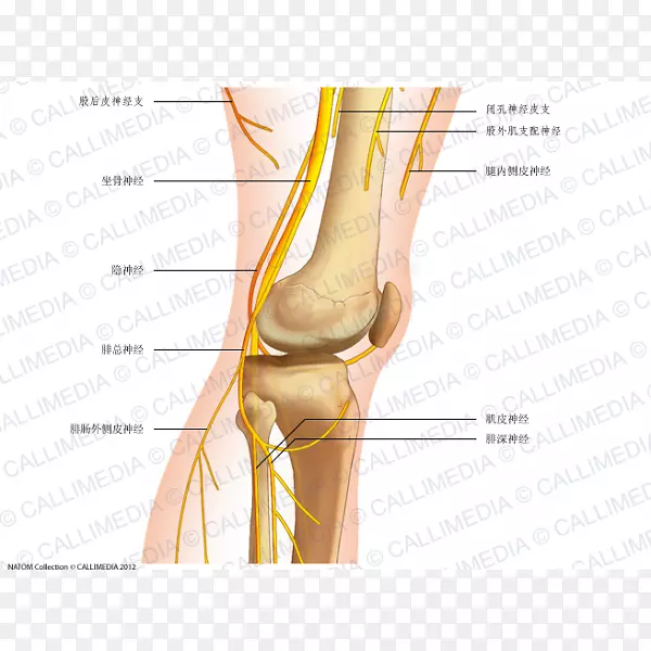 腓总神经膝人体解剖-再生器