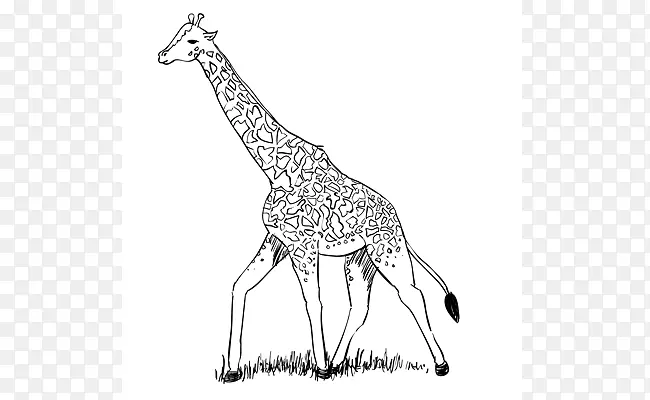 走到巴黎的长颈鹿画北长颈鹿线艺术铅笔