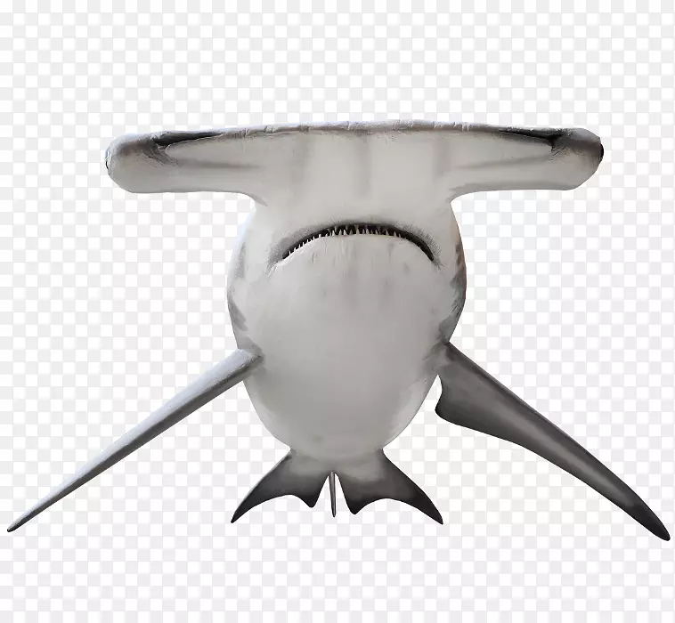 鲨鱼大锤头小锤子锤头扇贝头光滑锤头鲨