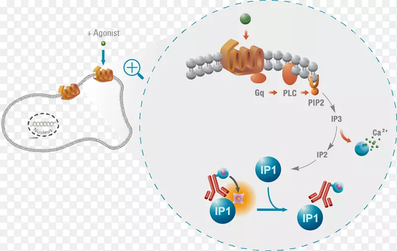 G蛋白偶联受体设计