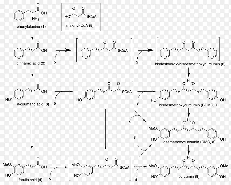 姜黄素类姜黄生物合成