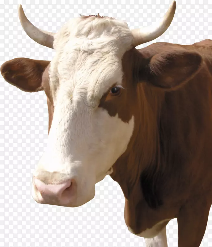 牛磺酸牛，牛犊，牛夹艺术.公牛
