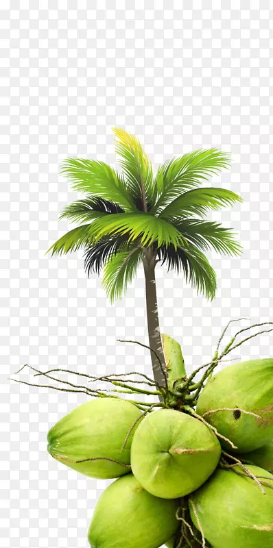 椰子槟榔科树皇家棕榈滩-椰子
