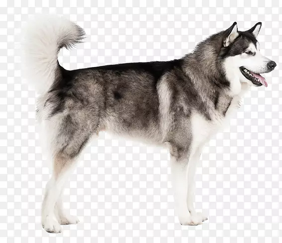 微型西伯利亚哈士奇加拿大爱斯基摩犬塔玛斯干犬萨哈林哈士奇阿拉斯加马拉默特哈士奇西伯利亚犬