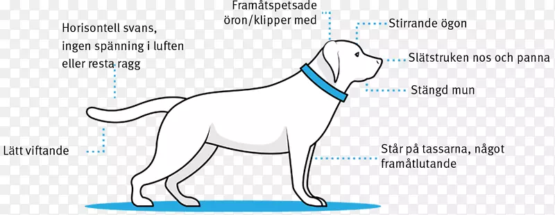 犬种小狗耳朵猫体态