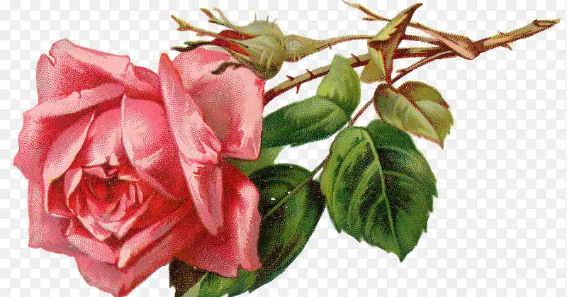 玫瑰花花卉设计水彩画-复古设计