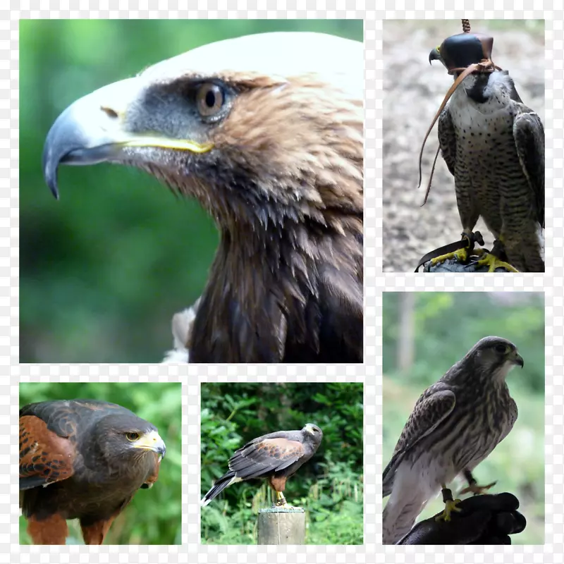 鹰生态系统动物群-鹰