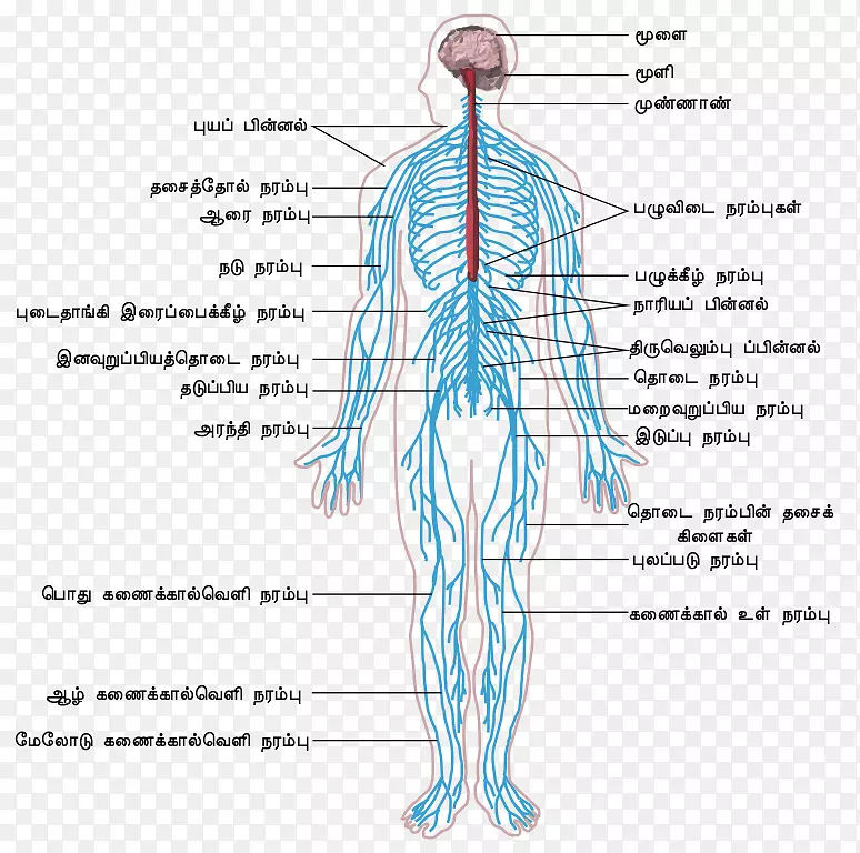 周围神经系统，中枢神经系统，人体轮廓，人体神经系统-神经系统