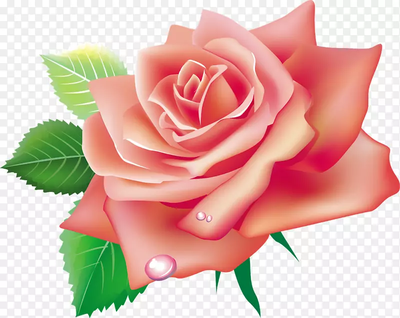 花园玫瑰、粉色花朵、剪贴画-玫瑰