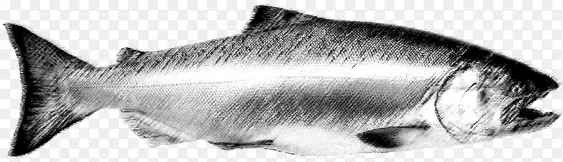 胡须猫犬科素描大马哈鱼
