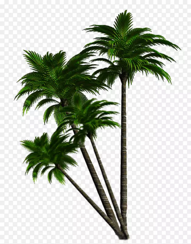 亚洲Palmyra palmyra patiff-schnappi