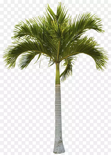 槟榔科椰子树树干棕榈椰子